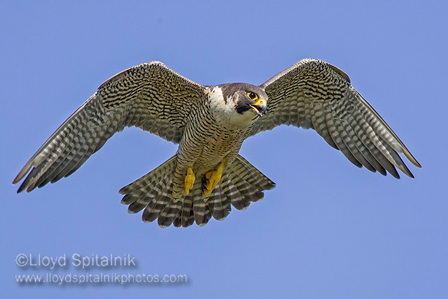 Peregrine Falcon