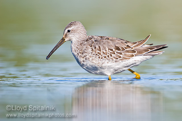 Stilt Sandpiper