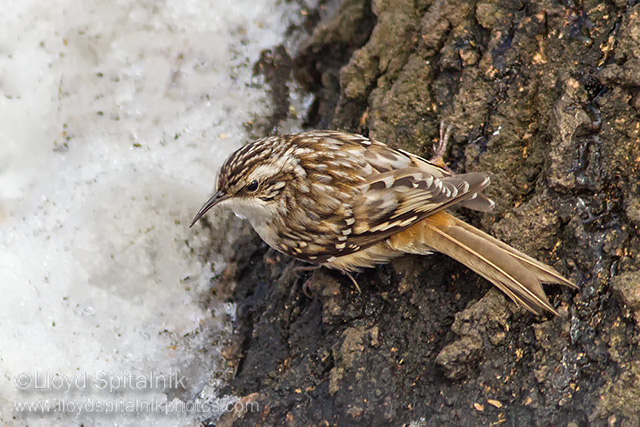 Brown Creeper