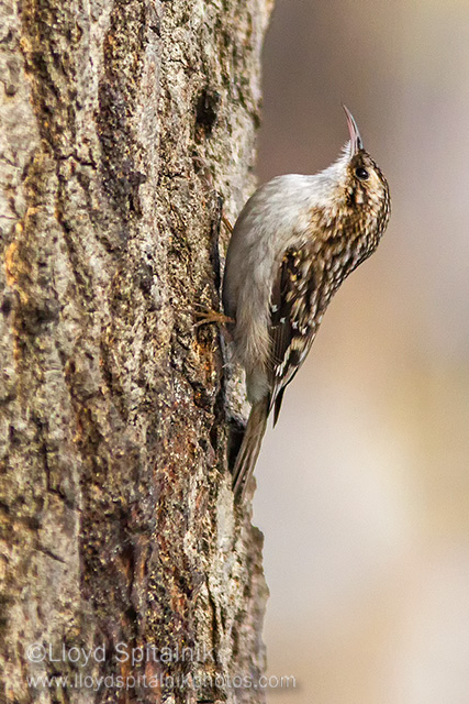 Brown Creeper