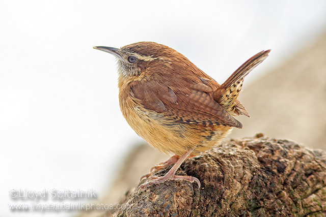 Carolina Wren