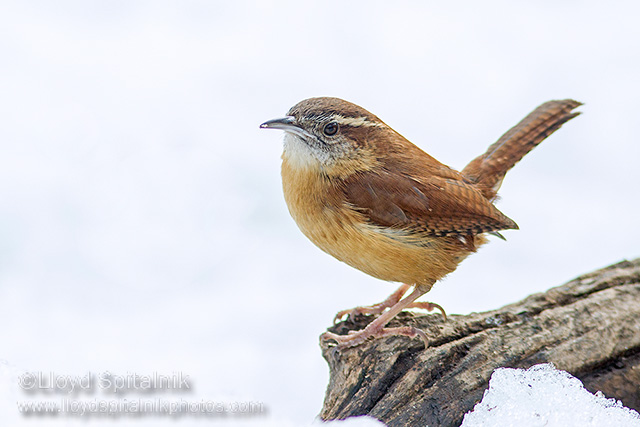 Carolina Wren