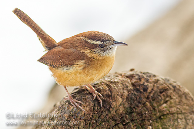 Carolina Wren