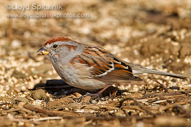 American Tree Sparrow