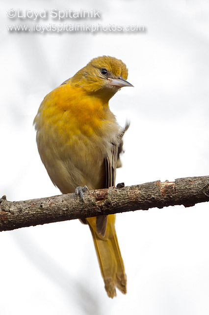 Baltimore Oriole