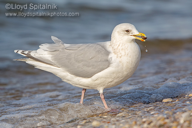 Iceland Gull