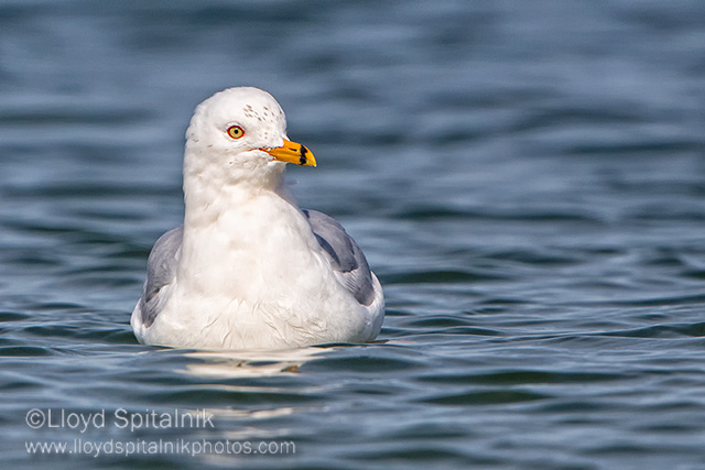 Ring-billed Gull