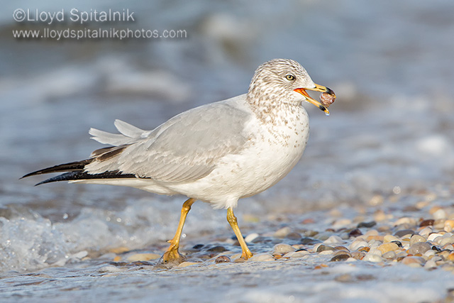 Ring-billed Gull