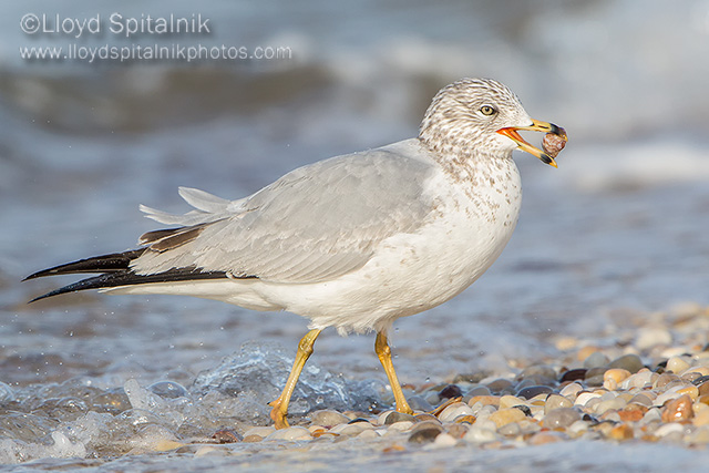 Ring-billed Gull