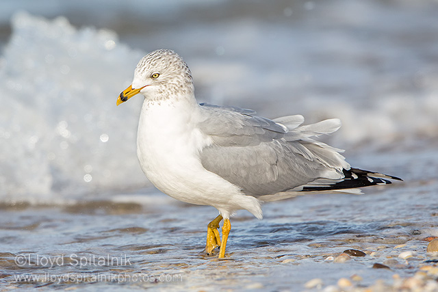 Ring-billed Gull