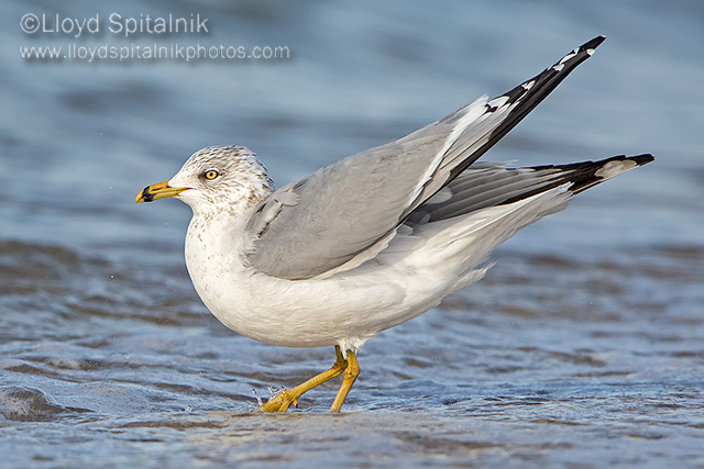 Ring-billed Gull