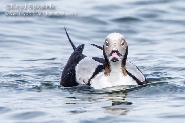 Long-tailed Duck (Oldsquaw)