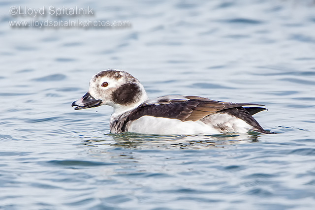 Long-tailed Duck (Oldsquaw)