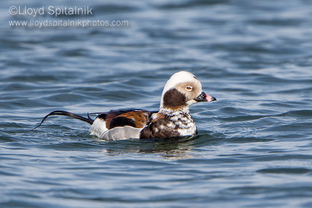 Long-tailed Duck (Oldsquaw)