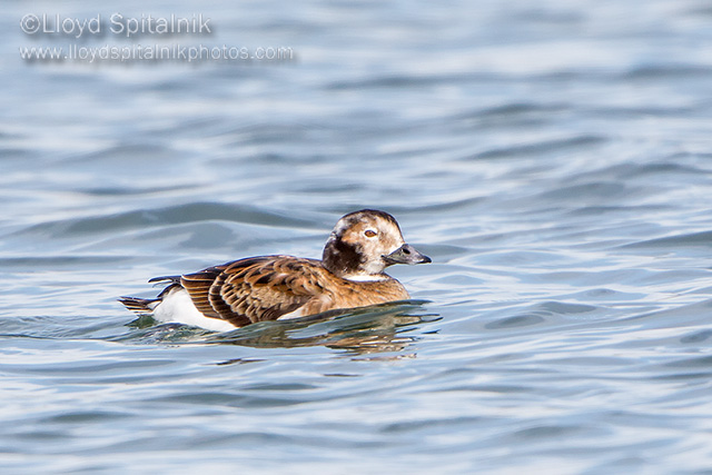 Long-tailed Duck (Oldsquaw)