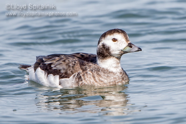 Long-tailed Duck (Oldsquaw)