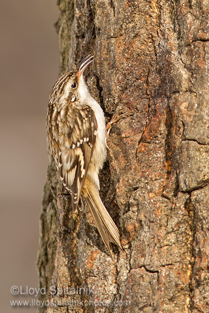 Brown Creeper