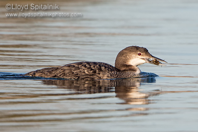 Common Loon