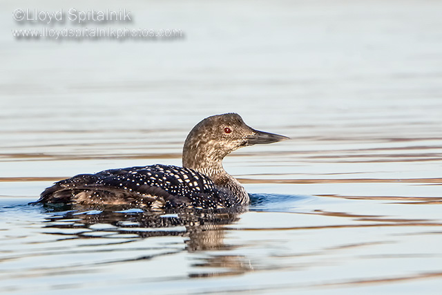 Common Loon