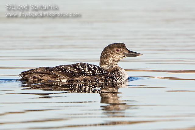 Common Loon
