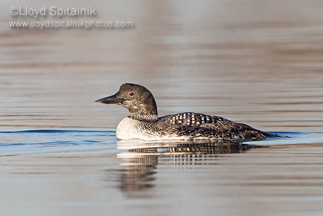 Common Loon