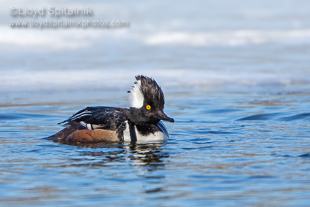 Hooded Merganser (male)