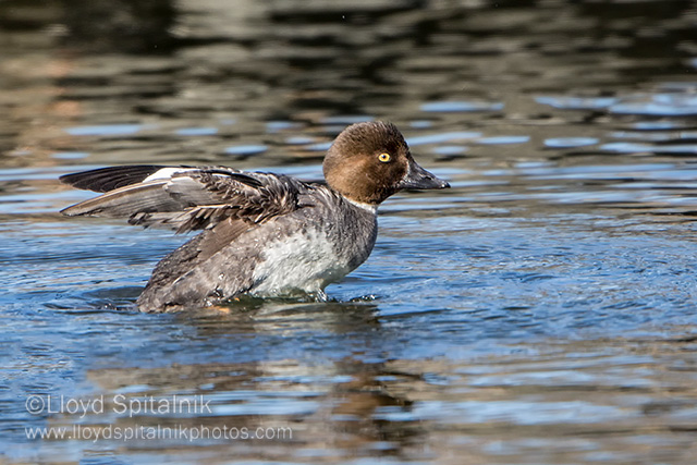 Common Goldeneye