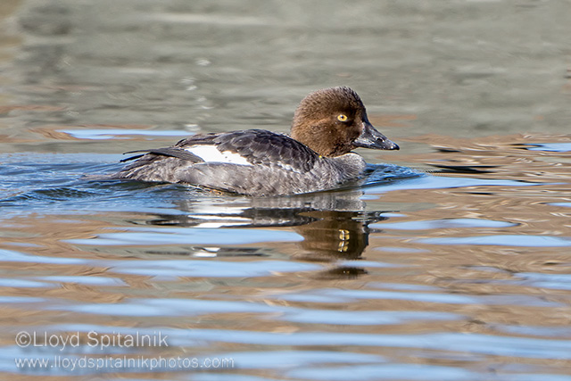 Common Goldeneye