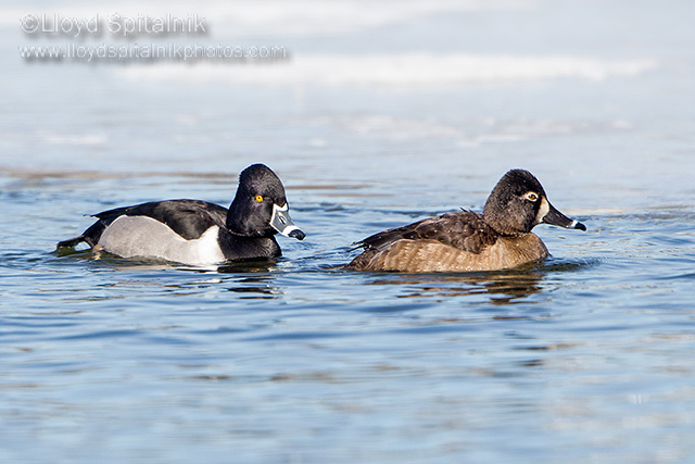 Ring-necked Duck (male & female)