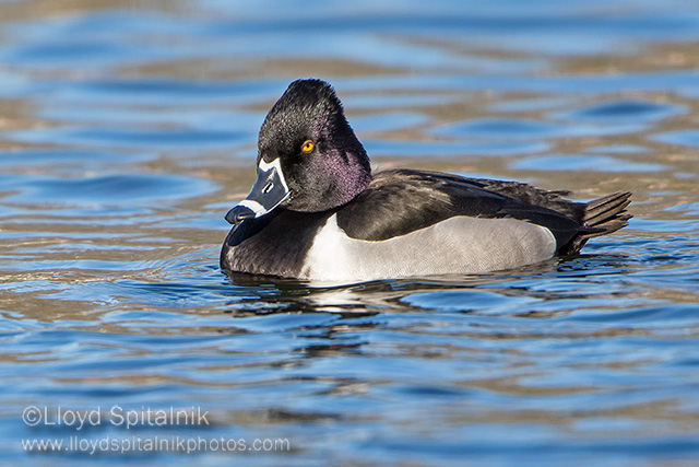Ring-necked Duck (male)