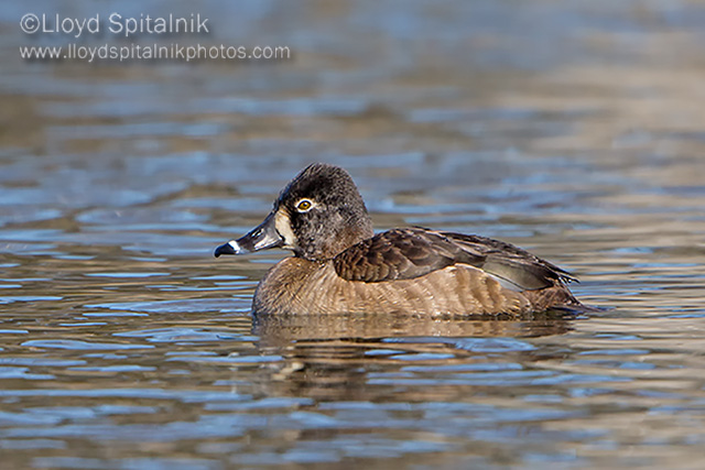 Ring-necked Duck (female)