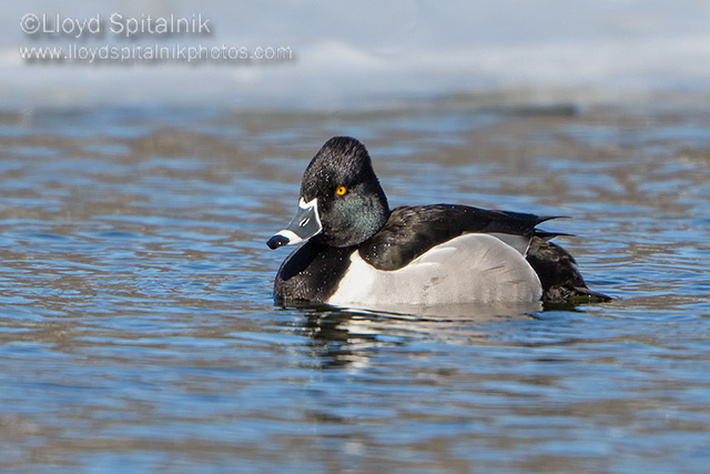 Ring-necked Duck (male)
