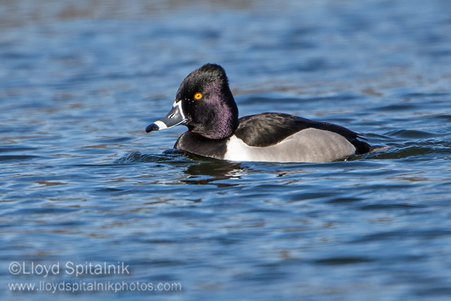 Ring-necked Duck (male)