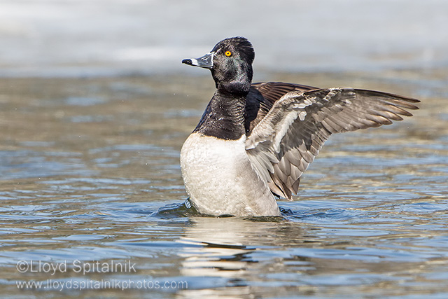 Ring-necked Duck (male)