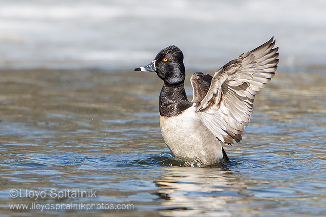 Ring-necked Duck (male)