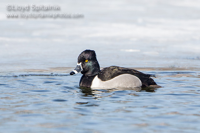 Ring-necked Duck (male)