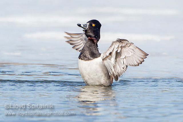 Ring-necked Duck (male)