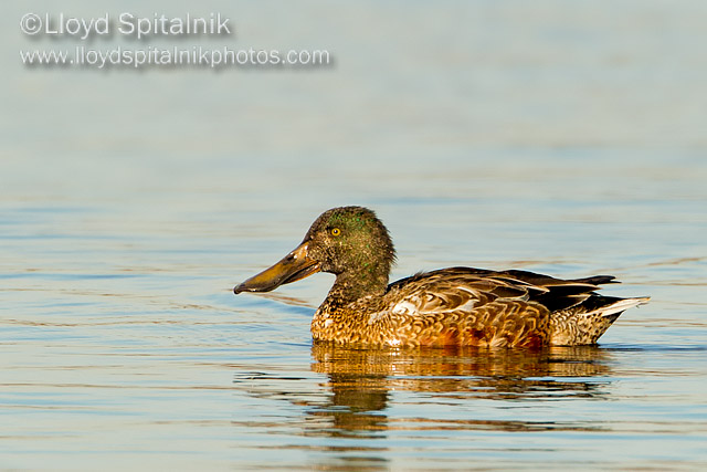 Northern Shoveler