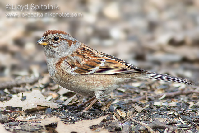 American Tree Sparrow