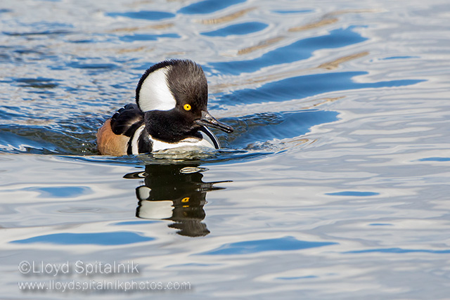 Hooded Merganser (male)
