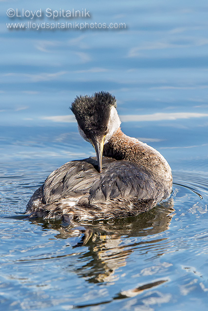 Red-necked Grebe