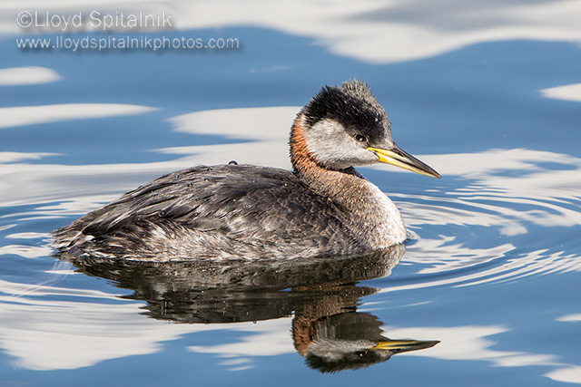 Red-necked Grebe