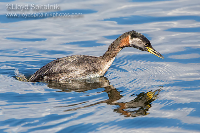 Red-necked Grebe