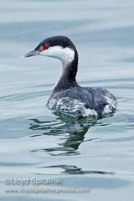 Horned Grebe