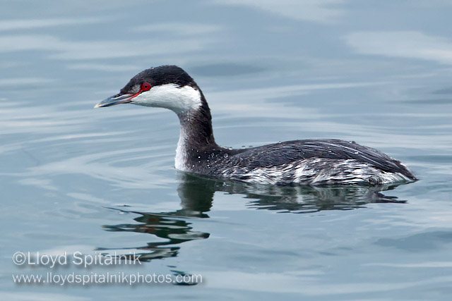 Horned Grebe