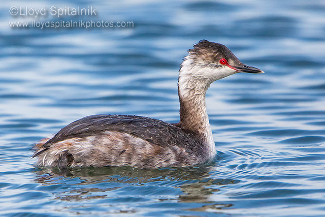 Horned Grebe
