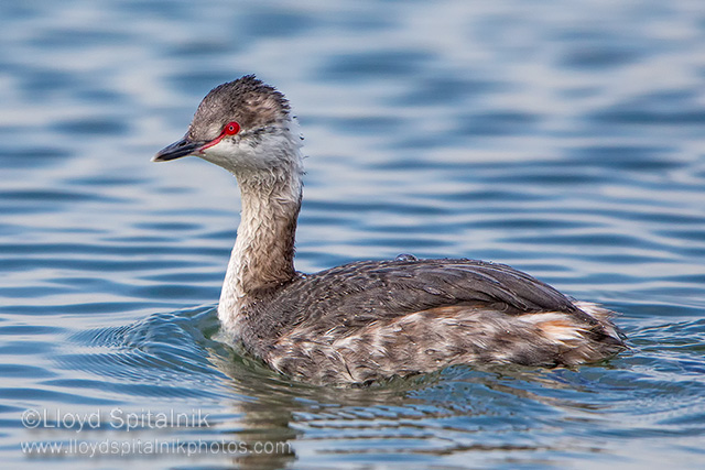 Horned Grebe
