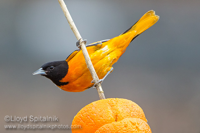 Baltimore Oriole