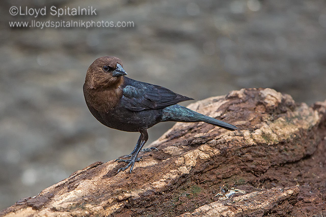 Brown-headed Cowbird