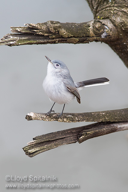Blue-gray Gnatcatcher 